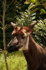 オカピ © swgwecp