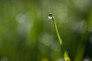 a rain drop in the sunshine