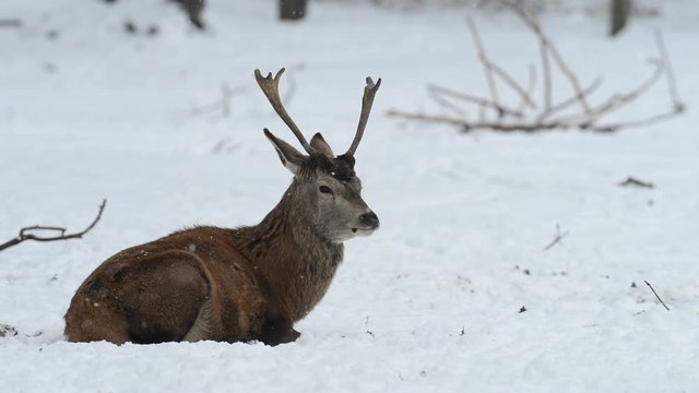 Rothirsch ruht sich aus, Schnee, Winter