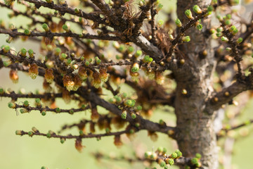 Young shoots of pine needles on larch.
