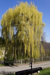 Trauerweide im Fr&uuml;hling