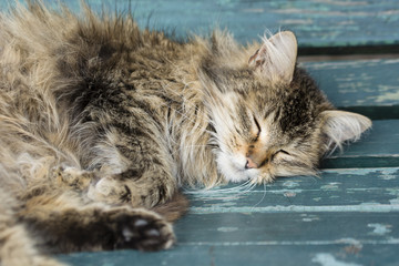 Naklejka na ściany i meble Resting cat with long hair on a bench outdoors.