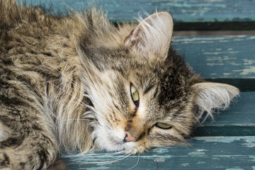 Resting cat with long hair on a bench outdoors.