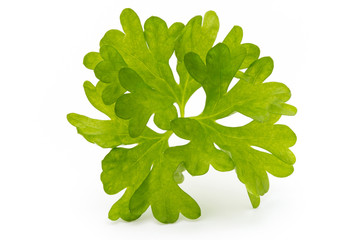 Fresh parsley herb leaves isolated on white background.