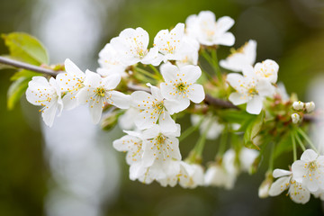 Obraz premium Cherry blossom in spring for background.