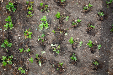 View of strawberry plantations in the garden