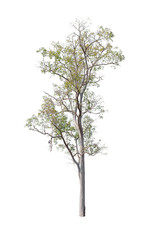 Obraz premium Isolated trees on white background , The collection of trees.