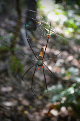 Giant Red Legged Golden Orb spider in the Outback forests in Australia