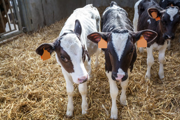 cows in the stall © denboma