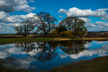 Obraz premium Mogshade pond New Forest Hampshire England