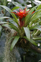 Obraz premium plants in a botanical garden