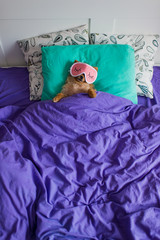 Funny and cute pomeranian puppy dog in a sleep mask is laying on back on pillows under the blankets with the claws protruding out of it