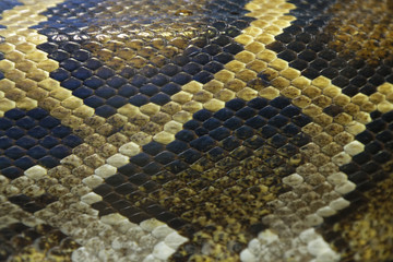 Fototapeta premium snake skin detail