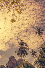 Coconut palm trees and limestone rocks with sun light on sunrise sky background. Travel concept. Photo from West Railay Beach, Southern Thailand. Vintage pastel colors and boost up color processing.