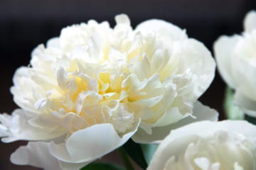 White peony.