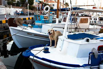 Seafaring labrador: In the old port on Spetses island