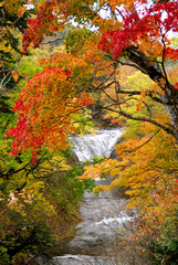 Fototapeta premium 紅葉瀑布