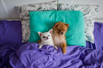 Sweet and lovely couple of embracing pomeranian puppy dog and chihuahua puppy dog are laying on spine on pillow under the blankets with claws protruding out of it and with funny faces