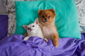 Sweet and lovely couple of embracing pomeranian puppy dog and chihuahua puppy dog are laying on spine on pillow under the blankets with claws protruding out of it and with funny faces