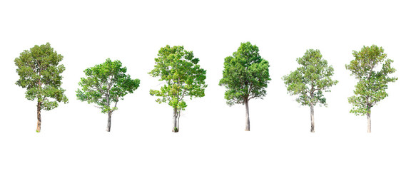 Isolated Trees on white background , The collection of trees.