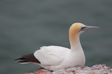 Basstölpel (Morus bassanus) auf Helgoland.