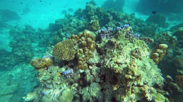 Corals and fish near Koh Rok island in the Andaman Sea, Thailand, 4k
