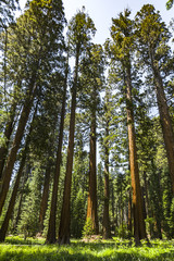 Obraz premium sequoia tree in the forest
