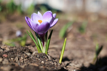 spring flower crocus