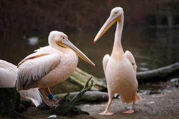 Flock of white pelicans on the lake, Pelecanus onocrotalus.
