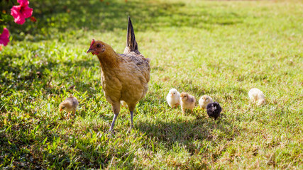 Wild baby chickens with their mother on Kauai, Hawaii.