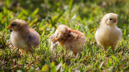 Wild baby chickens on Kauai, Hawaii.