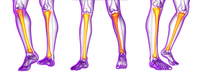 3d rendering medical illustration of the tibia bone