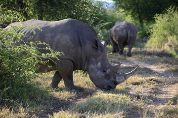 Breitmaulnashorn im Naturschutzgebiet, Namibia, Afrika