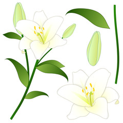 Lilium candidum, the Madonna lily or White Lily. National Flower of Italy. Vector Illustration.