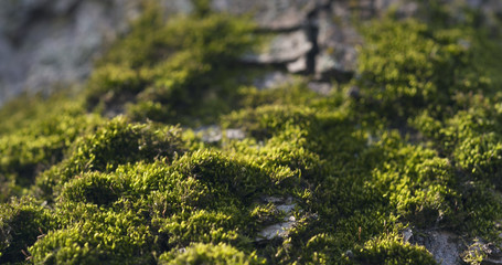 close up ahs tree bark with mos, 4k photo