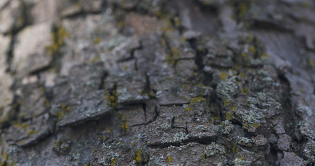 close up ahs tree bark with mos, 4k photo