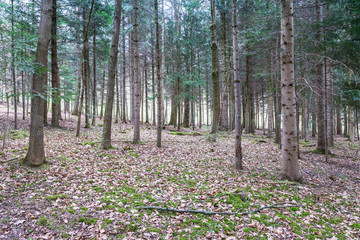 Obraz premium Forest Field Trunks Crowded Park Space Floor