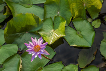 Lotus flower isolated on a water pond in South East Asia - 1