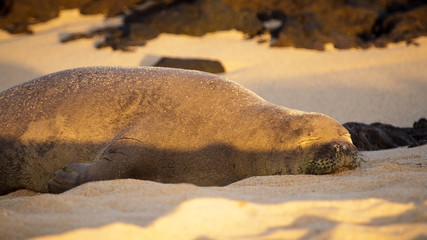 Hawaiian monk seal, sleeping on sunset at Poipu beach, Kauai, Hawaii. It is an endangered species,...