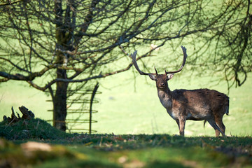 deer in the trees, dinefwr park
