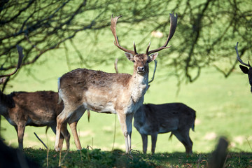 deer in the trees, dinefwr park
