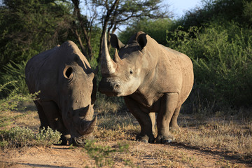 Breitmaulnashorn im Naturschutzgebiet, Namibia, Afrika