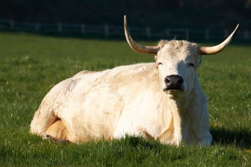 white park cattle at dinefwr park