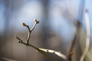 first buds on jasmine bush in early spring, shallow focus