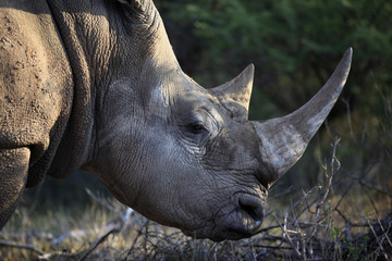 Breitmaulnashorn im Naturschutzgebiet, Namibia, Afrika