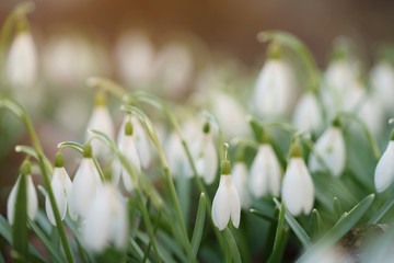 white snowdrops in first warm spring days, closeup photo with shallow focus