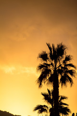 Great sunset with Palm silhouette