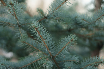blue spruce branc closeup in spring sunny morning, shallow focus