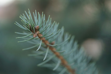 blue spruce branc closeup in spring sunny morning, shallow focus