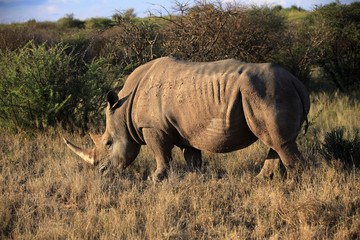 Fototapeta premium Breitmaulnashorn im Naturschutzgebiet, Namibia